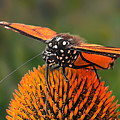 Monarch Meal Photograph by Micki Findlay Monarch Meal Photograph by Micki Findlay