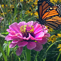 Monarch on a Zinnia by David T Wilkinson