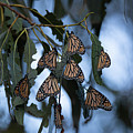 Monarchs at the Grove 8705 by Craig Corwin