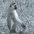 Monkey Business in Tanzania Photograph by Marcy Wielfaert Monkey Business in Tanzania Photograph by Marcy Wielfaert