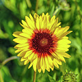 Montana Blanket Flower Photograph by Wes Hunt Montana Blanket Flower Photograph by Wes Hunt