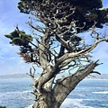 Monterey Peninsula Point Lobos Photograph by Luisa Millicent Monterey Peninsula Point Lobos Photograph by Luisa Millicent
