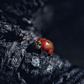 Moody Lady Bug Photograph by Go and Flow Photos Moody Lady Bug Photograph by Go and Flow Photos