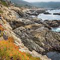 Moody Shores by Margaret Pitcher