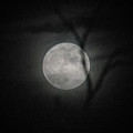 Moon Photograph by David Beechum Moon Photograph by David Beechum