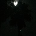 Moon Over Jamaica Photograph by Lisa White Moon Over Jamaica Photograph by Lisa White