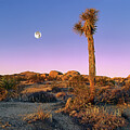 Moon Tree Sunrise by Paul Breitkreuz