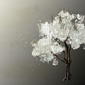 Moonlit Tree Digital Art by Lois Bryan Moonlit Tree Digital Art by Lois Bryan