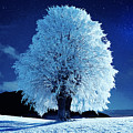 Moonlit Winter Night by Alex Mir