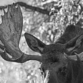 Moose Gaze Photograph by Mary Hone