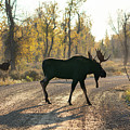 Moose in the Road Photograph by Wesley Aston Moose in the Road Photograph by Wesley Aston