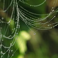 Morning Dew Photograph by Lens Art Photography By Larry Trager Morning Dew Photograph by Lens Art Photography By Larry Trager