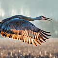 Morning Flight Photograph by Brad Bellisle Morning Flight Photograph by Brad Bellisle