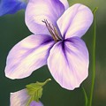 Morning Glory III by Sterling and Thorn