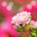Morning Rose In Love With My Mom by Aleksandrs Drozdovs