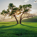 Morning time in The Palouse by John Wilbur