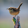 Morning Wren by Theresa D Williams Smoky Mountains
