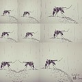 Mosquitoes Drawing by Sukalya Chearanantana Mosquitoes Drawing by Sukalya Chearanantana