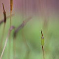 Moss Closeup Photograph by Karen Rispin Moss Closeup Photograph by Karen Rispin