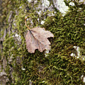 Moss Leaf Photograph by Heather E Harman Moss Leaf Photograph by Heather E Harman