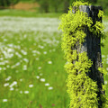 Mossy Fencepost by Ken Dietz