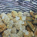 Mother Load of Morels by Bev Morgan