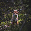 Mountain Fox by Brian Anderson