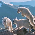 Mountain Goat Kids Playing on Mountain Top Mount Evans Colorado Wildlife, Paper Wall Art Prints Photograph by OLena Art Mountain Goat Kids Playing on Mountain Top Mount Evans Colorado Wildlife, Paper Wall Art Prints Photograph by OLena Art