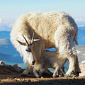 A Nanny Goat and Her Baby Mountain Goat Photograph by OLena Art A Nanny Goat and Her Baby Mountain Goat Photograph by OLena Art