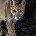 Mountain Lion Closeup Photograph by Randy Robbins Mountain Lion Closeup Photograph by Randy Robbins