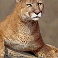 Mountain Lion Portrait Vertical Photograph by Dave Welling Mountain Lion Portrait Vertical Photograph by Dave Welling
