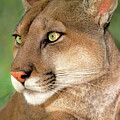Mountain Lion Portrait Wildlife Rescue Photograph by Dave Welling Mountain Lion Portrait Wildlife Rescue Photograph by Dave Welling