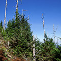 Mountain Pines Photograph by Phil Perkins Mountain Pines Photograph by Phil Perkins