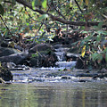 Mountain Water , Smoky Mountains Photograph by Theresa D Williams Mountain Water , Smoky Mountains Photograph by Theresa D Williams