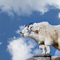 Mountaintop Monarch -The Regal Beast of Colorado by Lena Owens
