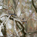 Mourning Doves Photograph by Heather E Harman Mourning Doves Photograph by Heather E Harman