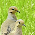 Mourning Doves Photograph by Nicola Finch Mourning Doves Photograph by Nicola Finch