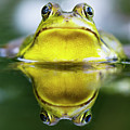 Mr Frog Portrait by Mircea Costina Photography