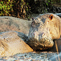 Muddy Hippos Photograph by Matt Cohen Muddy Hippos Photograph by Matt Cohen