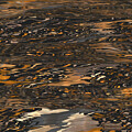 Muddy Waters1 by Diane Parnell
