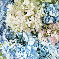Multi Colored Hydrangea Photograph by Theresa Tahara Multi Colored Hydrangea Photograph by Theresa Tahara