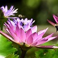 Multiple Bees and Waterlilies  by Robert Sharpe