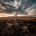 Murray Tree Photograph by Darcy Dietrich Murray Tree Photograph by Darcy Dietrich