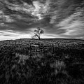 Murray Tree Monochrome Photograph by Darcy Dietrich Murray Tree Monochrome Photograph by Darcy Dietrich