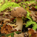 Mushroom 42025 by Paul Freidlund