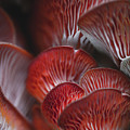 Mushroom Macro Photograph by Go and Flow Photos Mushroom Macro Photograph by Go and Flow Photos