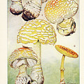 Mushrooms, Edible, Poisonous, Etc. Painting by F R Rathburn Mushrooms, Edible, Poisonous, Etc. Painting by F R Rathburn