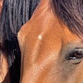 Mustang Beauty by Sandy Rakowitz