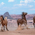 Mustangs of the American West. Photograph by Paul Martin