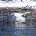 Mute Swan Wings Forward Photograph by Flinn Hackett Mute Swan Wings Forward Photograph by Flinn Hackett